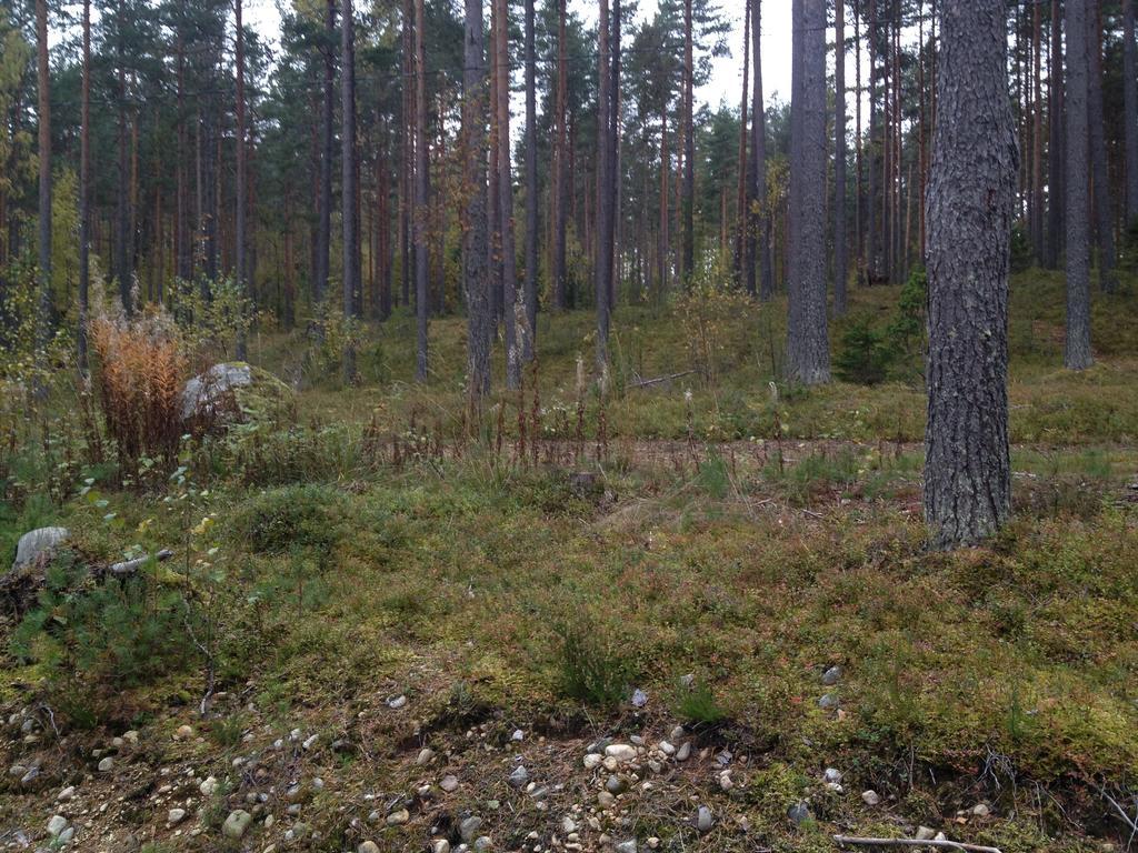 Kultainen Kaava Cottages Padasjoki Dış mekan fotoğraf